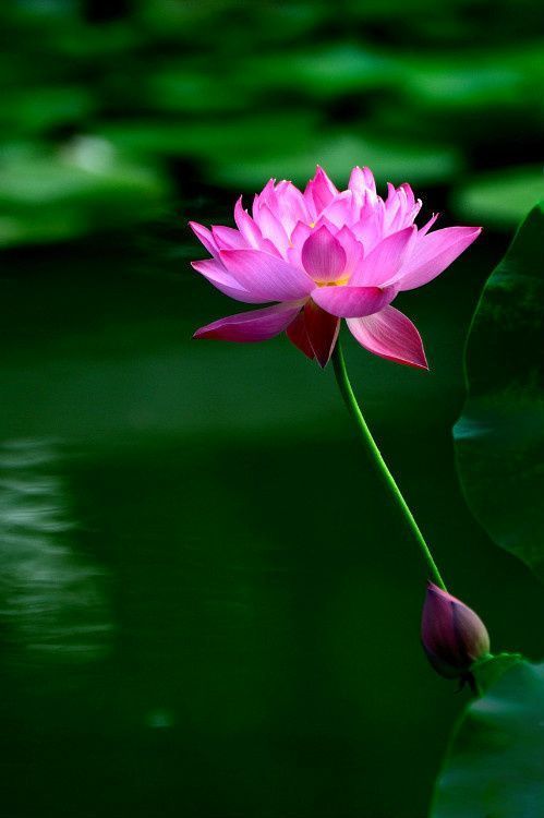 om mani padme hum
